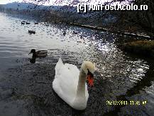 [P52] O fi printesa de'altadat'? » foto by Alina53
 - 
<span class="allrVoted glyphicon glyphicon-heart hidden" id="av297652"></span>
<a class="m-l-10 hidden" id="sv297652" onclick="voting_Foto_DelVot(,297652,11040)" role="button">șterge vot <span class="glyphicon glyphicon-remove"></span></a>
<a id="v9297652" class=" c-red"  onclick="voting_Foto_SetVot(297652)" role="button"><span class="glyphicon glyphicon-heart-empty"></span> <b>LIKE</b> = Votează poza</a> <img class="hidden"  id="f297652W9" src="/imagini/loader.gif" border="0" /><span class="AjErrMes hidden" id="e297652ErM"></span>
