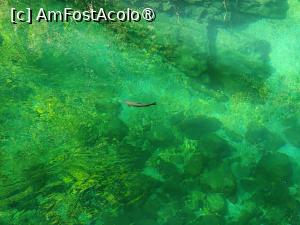 [P23] La pas prin Canionul Vintgar » foto by crismis
 - 
<span class="allrVoted glyphicon glyphicon-heart hidden" id="av1510702"></span>
<a class="m-l-10 hidden" id="sv1510702" onclick="voting_Foto_DelVot(,1510702,11040)" role="button">șterge vot <span class="glyphicon glyphicon-remove"></span></a>
<a id="v91510702" class=" c-red"  onclick="voting_Foto_SetVot(1510702)" role="button"><span class="glyphicon glyphicon-heart-empty"></span> <b>LIKE</b> = Votează poza</a> <img class="hidden"  id="f1510702W9" src="/imagini/loader.gif" border="0" /><span class="AjErrMes hidden" id="e1510702ErM"></span>