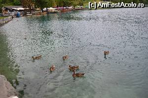 [P11] si nelipsitele ratuste ce asteapta sa fie hranite » foto by Gabi Georgeta
 - 
<span class="allrVoted glyphicon glyphicon-heart hidden" id="av544540"></span>
<a class="m-l-10 hidden" id="sv544540" onclick="voting_Foto_DelVot(,544540,11040)" role="button">șterge vot <span class="glyphicon glyphicon-remove"></span></a>
<a id="v9544540" class=" c-red"  onclick="voting_Foto_SetVot(544540)" role="button"><span class="glyphicon glyphicon-heart-empty"></span> <b>LIKE</b> = Votează poza</a> <img class="hidden"  id="f544540W9" src="/imagini/loader.gif" border="0" /><span class="AjErrMes hidden" id="e544540ErM"></span>