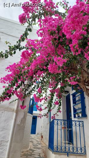 P13 [SEP-2023] Bougainvillea în Ano Syros