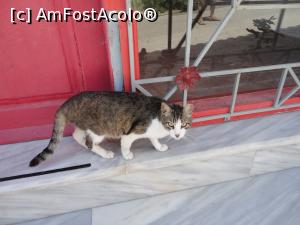 [P20] O pisică de Eressos.  » foto by maryka
 - 
<span class="allrVoted glyphicon glyphicon-heart hidden" id="av998940"></span>
<a class="m-l-10 hidden" id="sv998940" onclick="voting_Foto_DelVot(,998940,11090)" role="button">șterge vot <span class="glyphicon glyphicon-remove"></span></a>
<a id="v9998940" class=" c-red"  onclick="voting_Foto_SetVot(998940)" role="button"><span class="glyphicon glyphicon-heart-empty"></span> <b>LIKE</b> = Votează poza</a> <img class="hidden"  id="f998940W9" src="/imagini/loader.gif" border="0" /><span class="AjErrMes hidden" id="e998940ErM"></span>