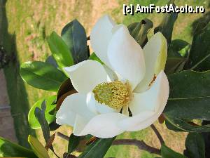 [P25] Mulţi arbuşti ornamentali înfloriţi...  » foto by elenaadina
 - 
<span class="allrVoted glyphicon glyphicon-heart hidden" id="av360593"></span>
<a class="m-l-10 hidden" id="sv360593" onclick="voting_Foto_DelVot(,360593,11127)" role="button">șterge vot <span class="glyphicon glyphicon-remove"></span></a>
<a id="v9360593" class=" c-red"  onclick="voting_Foto_SetVot(360593)" role="button"><span class="glyphicon glyphicon-heart-empty"></span> <b>LIKE</b> = Votează poza</a> <img class="hidden"  id="f360593W9" src="/imagini/loader.gif" border="0" /><span class="AjErrMes hidden" id="e360593ErM"></span>