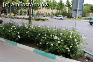 [P77] Isfahan, Alte flori...  » foto by mprofeanu
 - 
<span class="allrVoted glyphicon glyphicon-heart hidden" id="av968359"></span>
<a class="m-l-10 hidden" id="sv968359" onclick="voting_Foto_DelVot(,968359,11142)" role="button">șterge vot <span class="glyphicon glyphicon-remove"></span></a>
<a id="v9968359" class=" c-red"  onclick="voting_Foto_SetVot(968359)" role="button"><span class="glyphicon glyphicon-heart-empty"></span> <b>LIKE</b> = Votează poza</a> <img class="hidden"  id="f968359W9" src="/imagini/loader.gif" border="0" /><span class="AjErrMes hidden" id="e968359ErM"></span>