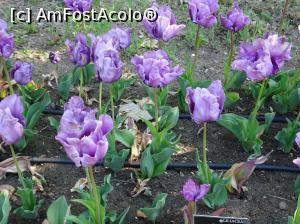 [P12] Simfonia lalelelor la Ecopark Varna - multe lalele » foto by nicole33
 - 
<span class="allrVoted glyphicon glyphicon-heart hidden" id="av1071334"></span>
<a class="m-l-10 hidden" id="sv1071334" onclick="voting_Foto_DelVot(,1071334,11202)" role="button">șterge vot <span class="glyphicon glyphicon-remove"></span></a>
<a id="v91071334" class=" c-red"  onclick="voting_Foto_SetVot(1071334)" role="button"><span class="glyphicon glyphicon-heart-empty"></span> <b>LIKE</b> = Votează poza</a> <img class="hidden"  id="f1071334W9" src="/imagini/loader.gif" border="0" /><span class="AjErrMes hidden" id="e1071334ErM"></span>