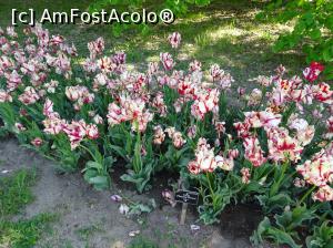 [P13] Simfonia lalelelor la Ecopark Varna - multe lalele » foto by nicole33
 - 
<span class="allrVoted glyphicon glyphicon-heart hidden" id="av1071335"></span>
<a class="m-l-10 hidden" id="sv1071335" onclick="voting_Foto_DelVot(,1071335,11202)" role="button">șterge vot <span class="glyphicon glyphicon-remove"></span></a>
<a id="v91071335" class=" c-red"  onclick="voting_Foto_SetVot(1071335)" role="button"><span class="glyphicon glyphicon-heart-empty"></span> <b>LIKE</b> = Votează poza</a> <img class="hidden"  id="f1071335W9" src="/imagini/loader.gif" border="0" /><span class="AjErrMes hidden" id="e1071335ErM"></span>