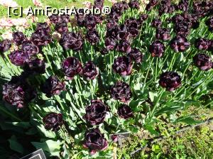 [P15] Simfonia lalelelor la Ecopark Varna - multe lalele » foto by nicole33
 - 
<span class="allrVoted glyphicon glyphicon-heart hidden" id="av1071337"></span>
<a class="m-l-10 hidden" id="sv1071337" onclick="voting_Foto_DelVot(,1071337,11202)" role="button">șterge vot <span class="glyphicon glyphicon-remove"></span></a>
<a id="v91071337" class=" c-red"  onclick="voting_Foto_SetVot(1071337)" role="button"><span class="glyphicon glyphicon-heart-empty"></span> <b>LIKE</b> = Votează poza</a> <img class="hidden"  id="f1071337W9" src="/imagini/loader.gif" border="0" /><span class="AjErrMes hidden" id="e1071337ErM"></span>