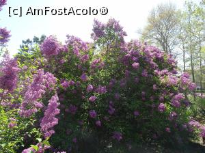 [P02] Simfonia lalelelor la Ecopark Varna - liliac » foto by nicole33
 - 
<span class="allrVoted glyphicon glyphicon-heart hidden" id="av1071324"></span>
<a class="m-l-10 hidden" id="sv1071324" onclick="voting_Foto_DelVot(,1071324,11202)" role="button">șterge vot <span class="glyphicon glyphicon-remove"></span></a>
<a id="v91071324" class=" c-red"  onclick="voting_Foto_SetVot(1071324)" role="button"><span class="glyphicon glyphicon-heart-empty"></span> <b>LIKE</b> = Votează poza</a> <img class="hidden"  id="f1071324W9" src="/imagini/loader.gif" border="0" /><span class="AjErrMes hidden" id="e1071324ErM"></span>