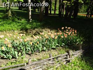 [P05] Simfonia lalelelor la Ecopark Varna - multe lalele » foto by nicole33
 - 
<span class="allrVoted glyphicon glyphicon-heart hidden" id="av1071327"></span>
<a class="m-l-10 hidden" id="sv1071327" onclick="voting_Foto_DelVot(,1071327,11202)" role="button">șterge vot <span class="glyphicon glyphicon-remove"></span></a>
<a id="v91071327" class=" c-red"  onclick="voting_Foto_SetVot(1071327)" role="button"><span class="glyphicon glyphicon-heart-empty"></span> <b>LIKE</b> = Votează poza</a> <img class="hidden"  id="f1071327W9" src="/imagini/loader.gif" border="0" /><span class="AjErrMes hidden" id="e1071327ErM"></span>