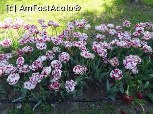 [P06] Simfonia lalelelor la Ecopark Varna - multe lalele » foto by nicole33
 - 
<span class="allrVoted glyphicon glyphicon-heart hidden" id="av1071328"></span>
<a class="m-l-10 hidden" id="sv1071328" onclick="voting_Foto_DelVot(,1071328,11202)" role="button">șterge vot <span class="glyphicon glyphicon-remove"></span></a>
<a id="v91071328" class=" c-red"  onclick="voting_Foto_SetVot(1071328)" role="button"><span class="glyphicon glyphicon-heart-empty"></span> <b>LIKE</b> = Votează poza</a> <img class="hidden"  id="f1071328W9" src="/imagini/loader.gif" border="0" /><span class="AjErrMes hidden" id="e1071328ErM"></span>