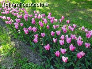 [P08] Simfonia lalelelor la Ecopark Varna - multe lalele » foto by nicole33
 - 
<span class="allrVoted glyphicon glyphicon-heart hidden" id="av1071330"></span>
<a class="m-l-10 hidden" id="sv1071330" onclick="voting_Foto_DelVot(,1071330,11202)" role="button">șterge vot <span class="glyphicon glyphicon-remove"></span></a>
<a id="v91071330" class=" c-red"  onclick="voting_Foto_SetVot(1071330)" role="button"><span class="glyphicon glyphicon-heart-empty"></span> <b>LIKE</b> = Votează poza</a> <img class="hidden"  id="f1071330W9" src="/imagini/loader.gif" border="0" /><span class="AjErrMes hidden" id="e1071330ErM"></span>