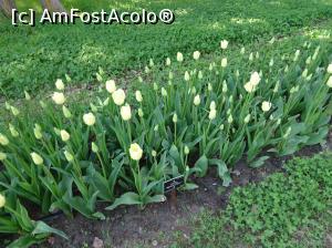 [P09] Simfonia lalelelor la Ecopark Varna - multe lalele » foto by nicole33
 - 
<span class="allrVoted glyphicon glyphicon-heart hidden" id="av1071331"></span>
<a class="m-l-10 hidden" id="sv1071331" onclick="voting_Foto_DelVot(,1071331,11202)" role="button">șterge vot <span class="glyphicon glyphicon-remove"></span></a>
<a id="v91071331" class=" c-red"  onclick="voting_Foto_SetVot(1071331)" role="button"><span class="glyphicon glyphicon-heart-empty"></span> <b>LIKE</b> = Votează poza</a> <img class="hidden"  id="f1071331W9" src="/imagini/loader.gif" border="0" /><span class="AjErrMes hidden" id="e1071331ErM"></span>