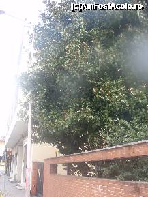 [P18] Un ficus mai inalt decat casa, l-am zarit pe staduta cu hotelul...si cand te gandesti la marimea ficusilor de apartament... » foto by sunflower
 - 
<span class="allrVoted glyphicon glyphicon-heart hidden" id="av304011"></span>
<a class="m-l-10 hidden" id="sv304011" onclick="voting_Foto_DelVot(,304011,11218)" role="button">șterge vot <span class="glyphicon glyphicon-remove"></span></a>
<a id="v9304011" class=" c-red"  onclick="voting_Foto_SetVot(304011)" role="button"><span class="glyphicon glyphicon-heart-empty"></span> <b>LIKE</b> = Votează poza</a> <img class="hidden"  id="f304011W9" src="/imagini/loader.gif" border="0" /><span class="AjErrMes hidden" id="e304011ErM"></span>