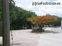 [P11] flame tree parca se numeste, iar acesta este drumul sper ruine de aprox 15 min » foto by Marinusch
 - 
<span class="allrVoted glyphicon glyphicon-heart hidden" id="av339555"></span>
<a class="m-l-10 hidden" id="sv339555" onclick="voting_Foto_DelVot(,339555,11226)" role="button">șterge vot <span class="glyphicon glyphicon-remove"></span></a>
<a id="v9339555" class=" c-red"  onclick="voting_Foto_SetVot(339555)" role="button"><span class="glyphicon glyphicon-heart-empty"></span> <b>LIKE</b> = Votează poza</a> <img class="hidden"  id="f339555W9" src="/imagini/loader.gif" border="0" /><span class="AjErrMes hidden" id="e339555ErM"></span>
