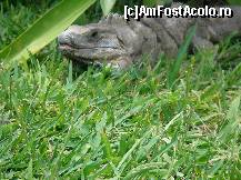 [P06] aceste iguane erau peste tot, asta ne-a zambit :)  » foto by Marinusch
 - 
<span class="allrVoted glyphicon glyphicon-heart hidden" id="av339550"></span>
<a class="m-l-10 hidden" id="sv339550" onclick="voting_Foto_DelVot(,339550,11226)" role="button">șterge vot <span class="glyphicon glyphicon-remove"></span></a>
<a id="v9339550" class=" c-red"  onclick="voting_Foto_SetVot(339550)" role="button"><span class="glyphicon glyphicon-heart-empty"></span> <b>LIKE</b> = Votează poza</a> <img class="hidden"  id="f339550W9" src="/imagini/loader.gif" border="0" /><span class="AjErrMes hidden" id="e339550ErM"></span>