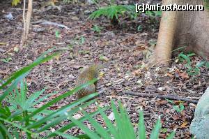 [P20] o gramada de animale apareau seara sau dimineata in resort... ca acest sereque, am mai vazut iguane si ceva gen nasenbär » foto by Richard
 - 
<span class="allrVoted glyphicon glyphicon-heart hidden" id="av610394"></span>
<a class="m-l-10 hidden" id="sv610394" onclick="voting_Foto_DelVot(,610394,11226)" role="button">șterge vot <span class="glyphicon glyphicon-remove"></span></a>
<a id="v9610394" class=" c-red"  onclick="voting_Foto_SetVot(610394)" role="button"><span class="glyphicon glyphicon-heart-empty"></span> <b>LIKE</b> = Votează poza</a> <img class="hidden"  id="f610394W9" src="/imagini/loader.gif" border="0" /><span class="AjErrMes hidden" id="e610394ErM"></span>