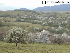 [P12] Albul pomilor infloriti.  » foto by DanTal74
 - 
<span class="allrVoted glyphicon glyphicon-heart hidden" id="av620899"></span>
<a class="m-l-10 hidden" id="sv620899" onclick="voting_Foto_DelVot(,620899,11234)" role="button">șterge vot <span class="glyphicon glyphicon-remove"></span></a>
<a id="v9620899" class=" c-red"  onclick="voting_Foto_SetVot(620899)" role="button"><span class="glyphicon glyphicon-heart-empty"></span> <b>LIKE</b> = Votează poza</a> <img class="hidden"  id="f620899W9" src="/imagini/loader.gif" border="0" /><span class="AjErrMes hidden" id="e620899ErM"></span>