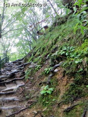 [P11] Cărarea dintre mormântul Părintelui Arsenie Boca și peștera Sfântului Ioan de la Prislop în zona de urcare, după vizitarea peșterii.  » foto by Lucien
 - 
<span class="allrVoted glyphicon glyphicon-heart hidden" id="av834885"></span>
<a class="m-l-10 hidden" id="sv834885" onclick="voting_Foto_DelVot(,834885,11234)" role="button">șterge vot <span class="glyphicon glyphicon-remove"></span></a>
<a id="v9834885" class=" c-red"  onclick="voting_Foto_SetVot(834885)" role="button"><span class="glyphicon glyphicon-heart-empty"></span> <b>LIKE</b> = Votează poza</a> <img class="hidden"  id="f834885W9" src="/imagini/loader.gif" border="0" /><span class="AjErrMes hidden" id="e834885ErM"></span>