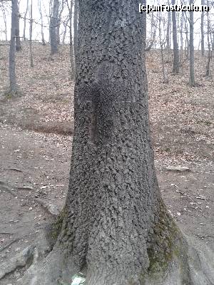 [P13] Mănăstirea Prislop - crucea apărută pe un copac lângă mormântul lui Arsenie Boca.  » foto by bogumil
 - 
<span class="allrVoted glyphicon glyphicon-heart hidden" id="av671639"></span>
<a class="m-l-10 hidden" id="sv671639" onclick="voting_Foto_DelVot(,671639,11234)" role="button">șterge vot <span class="glyphicon glyphicon-remove"></span></a>
<a id="v9671639" class=" c-red"  onclick="voting_Foto_SetVot(671639)" role="button"><span class="glyphicon glyphicon-heart-empty"></span> <b>LIKE</b> = Votează poza</a> <img class="hidden"  id="f671639W9" src="/imagini/loader.gif" border="0" /><span class="AjErrMes hidden" id="e671639ErM"></span>