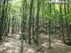 [P22] Mănăstirea Prislop: drumul prin pădure spre Peștera Cuviosului Sihastru Ioan de la Prislop » foto by mariana.olaru
 - 
<span class="allrVoted glyphicon glyphicon-heart hidden" id="av386014"></span>
<a class="m-l-10 hidden" id="sv386014" onclick="voting_Foto_DelVot(,386014,11234)" role="button">șterge vot <span class="glyphicon glyphicon-remove"></span></a>
<a id="v9386014" class=" c-red"  onclick="voting_Foto_SetVot(386014)" role="button"><span class="glyphicon glyphicon-heart-empty"></span> <b>LIKE</b> = Votează poza</a> <img class="hidden"  id="f386014W9" src="/imagini/loader.gif" border="0" /><span class="AjErrMes hidden" id="e386014ErM"></span>