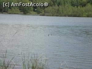 [P53] Lacul Mocearu - au apărut rățuștele!  » foto by Floryn81
 - 
<span class="allrVoted glyphicon glyphicon-heart hidden" id="av740245"></span>
<a class="m-l-10 hidden" id="sv740245" onclick="voting_Foto_DelVot(,740245,11241)" role="button">șterge vot <span class="glyphicon glyphicon-remove"></span></a>
<a id="v9740245" class=" c-red"  onclick="voting_Foto_SetVot(740245)" role="button"><span class="glyphicon glyphicon-heart-empty"></span> <b>LIKE</b> = Votează poza</a> <img class="hidden"  id="f740245W9" src="/imagini/loader.gif" border="0" /><span class="AjErrMes hidden" id="e740245ErM"></span>