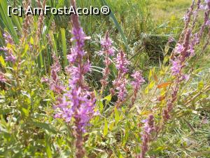[P13] Flori de Răchitan.  » foto by mihaelavoicu
 - 
<span class="allrVoted glyphicon glyphicon-heart hidden" id="av937362"></span>
<a class="m-l-10 hidden" id="sv937362" onclick="voting_Foto_DelVot(,937362,11241)" role="button">șterge vot <span class="glyphicon glyphicon-remove"></span></a>
<a id="v9937362" class=" c-red"  onclick="voting_Foto_SetVot(937362)" role="button"><span class="glyphicon glyphicon-heart-empty"></span> <b>LIKE</b> = Votează poza</a> <img class="hidden"  id="f937362W9" src="/imagini/loader.gif" border="0" /><span class="AjErrMes hidden" id="e937362ErM"></span>
