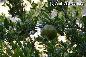 [P13] rodie in gradina hotelului » foto by tazmumy
 - 
<span class="allrVoted glyphicon glyphicon-heart hidden" id="av434806"></span>
<a class="m-l-10 hidden" id="sv434806" onclick="voting_Foto_DelVot(,434806,11253)" role="button">șterge vot <span class="glyphicon glyphicon-remove"></span></a>
<a id="v9434806" class=" c-red"  onclick="voting_Foto_SetVot(434806)" role="button"><span class="glyphicon glyphicon-heart-empty"></span> <b>LIKE</b> = Votează poza</a> <img class="hidden"  id="f434806W9" src="/imagini/loader.gif" border="0" /><span class="AjErrMes hidden" id="e434806ErM"></span>