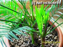 [P36] planta in camera de zi » foto by adryana
 - 
<span class="allrVoted glyphicon glyphicon-heart hidden" id="av305741"></span>
<a class="m-l-10 hidden" id="sv305741" onclick="voting_Foto_DelVot(,305741,11287)" role="button">șterge vot <span class="glyphicon glyphicon-remove"></span></a>
<a id="v9305741" class=" c-red"  onclick="voting_Foto_SetVot(305741)" role="button"><span class="glyphicon glyphicon-heart-empty"></span> <b>LIKE</b> = Votează poza</a> <img class="hidden"  id="f305741W9" src="/imagini/loader.gif" border="0" /><span class="AjErrMes hidden" id="e305741ErM"></span>