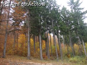 [P13] Prin pădure apar din loc în loc pâlcuri de brazi; aceștia au fost plantați în urmă cu aproape un secol.  » foto by Floryn81
 - 
<span class="allrVoted glyphicon glyphicon-heart hidden" id="av809042"></span>
<a class="m-l-10 hidden" id="sv809042" onclick="voting_Foto_DelVot(,809042,11329)" role="button">șterge vot <span class="glyphicon glyphicon-remove"></span></a>
<a id="v9809042" class=" c-red"  onclick="voting_Foto_SetVot(809042)" role="button"><span class="glyphicon glyphicon-heart-empty"></span> <b>LIKE</b> = Votează poza</a> <img class="hidden"  id="f809042W9" src="/imagini/loader.gif" border="0" /><span class="AjErrMes hidden" id="e809042ErM"></span>