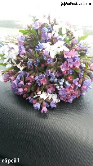 [P16] Buchetul meu de Paște, pentru voi, făcut din ghioceii și viorelele culese din pădure. Și-or mai fi și alte flori. Sunt grăbit, dar, alături de buchet, vă urez ”Paște Fericit! ”
PS Vă dați seama că buchetul l-a făcut Adriana, nu eu! :)) » foto by Yersinia Pestis
 - 
<span class="allrVoted glyphicon glyphicon-heart hidden" id="av607571"></span>
<a class="m-l-10 hidden" id="sv607571" onclick="voting_Foto_DelVot(,607571,11329)" role="button">șterge vot <span class="glyphicon glyphicon-remove"></span></a>
<a id="v9607571" class=" c-red"  onclick="voting_Foto_SetVot(607571)" role="button"><span class="glyphicon glyphicon-heart-empty"></span> <b>LIKE</b> = Votează poza</a> <img class="hidden"  id="f607571W9" src="/imagini/loader.gif" border="0" /><span class="AjErrMes hidden" id="e607571ErM"></span>