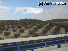 [P25] Plantatie de maslini » foto by DaniX
 - 
<span class="allrVoted glyphicon glyphicon-heart hidden" id="av307701"></span>
<a class="m-l-10 hidden" id="sv307701" onclick="voting_Foto_DelVot(,307701,11345)" role="button">șterge vot <span class="glyphicon glyphicon-remove"></span></a>
<a id="v9307701" class=" c-red"  onclick="voting_Foto_SetVot(307701)" role="button"><span class="glyphicon glyphicon-heart-empty"></span> <b>LIKE</b> = Votează poza</a> <img class="hidden"  id="f307701W9" src="/imagini/loader.gif" border="0" /><span class="AjErrMes hidden" id="e307701ErM"></span>