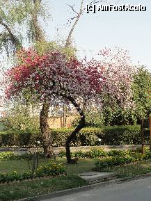 [P35] Si ca sa  terminam intr-o nota optimista si luminoasa,o poza frumoasa din parcul hotelului din Kathmandu » foto by cristina65
 - 
<span class="allrVoted glyphicon glyphicon-heart hidden" id="av308570"></span>
<a class="m-l-10 hidden" id="sv308570" onclick="voting_Foto_DelVot(,308570,11367)" role="button">șterge vot <span class="glyphicon glyphicon-remove"></span></a>
<a id="v9308570" class=" c-red"  onclick="voting_Foto_SetVot(308570)" role="button"><span class="glyphicon glyphicon-heart-empty"></span> <b>LIKE</b> = Votează poza</a> <img class="hidden"  id="f308570W9" src="/imagini/loader.gif" border="0" /><span class="AjErrMes hidden" id="e308570ErM"></span>