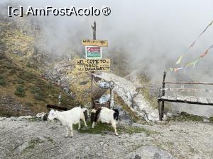 [P12] Phedi » foto by Mika
 - 
<span class="allrVoted glyphicon glyphicon-heart hidden" id="av1505228"></span>
<a class="m-l-10 hidden" id="sv1505228" onclick="voting_Foto_DelVot(,1505228,11367)" role="button">șterge vot <span class="glyphicon glyphicon-remove"></span></a>
<a id="v91505228" class=" c-red"  onclick="voting_Foto_SetVot(1505228)" role="button"><span class="glyphicon glyphicon-heart-empty"></span> <b>LIKE</b> = Votează poza</a> <img class="hidden"  id="f1505228W9" src="/imagini/loader.gif" border="0" /><span class="AjErrMes hidden" id="e1505228ErM"></span>