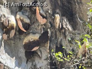 [P25] Faguri uriași agitați pe stanci » foto by Mika
 - 
<span class="allrVoted glyphicon glyphicon-heart hidden" id="av1506009"></span>
<a class="m-l-10 hidden" id="sv1506009" onclick="voting_Foto_DelVot(,1506009,11367)" role="button">șterge vot <span class="glyphicon glyphicon-remove"></span></a>
<a id="v91506009" class=" c-red"  onclick="voting_Foto_SetVot(1506009)" role="button"><span class="glyphicon glyphicon-heart-empty"></span> <b>LIKE</b> = Votează poza</a> <img class="hidden"  id="f1506009W9" src="/imagini/loader.gif" border="0" /><span class="AjErrMes hidden" id="e1506009ErM"></span>