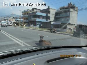 [P21] Fericiti vaca... va paste necazul.  » foto by Soso42
 - 
<span class="allrVoted glyphicon glyphicon-heart hidden" id="av964008"></span>
<a class="m-l-10 hidden" id="sv964008" onclick="voting_Foto_DelVot(,964008,11367)" role="button">șterge vot <span class="glyphicon glyphicon-remove"></span></a>
<a id="v9964008" class=" c-red"  onclick="voting_Foto_SetVot(964008)" role="button"><span class="glyphicon glyphicon-heart-empty"></span> <b>LIKE</b> = Votează poza</a> <img class="hidden"  id="f964008W9" src="/imagini/loader.gif" border="0" /><span class="AjErrMes hidden" id="e964008ErM"></span>