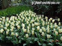 [P10] Parcul Keukenhof » foto by getty75
 - 
<span class="allrVoted glyphicon glyphicon-heart hidden" id="av309578"></span>
<a class="m-l-10 hidden" id="sv309578" onclick="voting_Foto_DelVot(,309578,11391)" role="button">șterge vot <span class="glyphicon glyphicon-remove"></span></a>
<a id="v9309578" class=" c-red"  onclick="voting_Foto_SetVot(309578)" role="button"><span class="glyphicon glyphicon-heart-empty"></span> <b>LIKE</b> = Votează poza</a> <img class="hidden"  id="f309578W9" src="/imagini/loader.gif" border="0" /><span class="AjErrMes hidden" id="e309578ErM"></span>