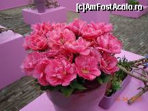 [P21]  -- <small>// FĂRĂ DESCRIERE</small> » foto by getty75
 - 
<span class="allrVoted glyphicon glyphicon-heart hidden" id="av309593"></span>
<a class="m-l-10 hidden" id="sv309593" onclick="voting_Foto_DelVot(,309593,11391)" role="button">șterge vot <span class="glyphicon glyphicon-remove"></span></a>
<a id="v9309593" class=" c-red"  onclick="voting_Foto_SetVot(309593)" role="button"><span class="glyphicon glyphicon-heart-empty"></span> <b>LIKE</b> = Votează poza</a> <img class="hidden"  id="f309593W9" src="/imagini/loader.gif" border="0" /><span class="AjErrMes hidden" id="e309593ErM"></span>