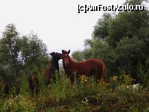 [P16] Fauna Deltei » foto by MCM
 - 
<span class="allrVoted glyphicon glyphicon-heart hidden" id="av309962"></span>
<a class="m-l-10 hidden" id="sv309962" onclick="voting_Foto_DelVot(,309962,11402)" role="button">șterge vot <span class="glyphicon glyphicon-remove"></span></a>
<a id="v9309962" class=" c-red"  onclick="voting_Foto_SetVot(309962)" role="button"><span class="glyphicon glyphicon-heart-empty"></span> <b>LIKE</b> = Votează poza</a> <img class="hidden"  id="f309962W9" src="/imagini/loader.gif" border="0" /><span class="AjErrMes hidden" id="e309962ErM"></span>