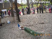 [P01] unul din paunii din tarcul din Parcul Herastrau » foto by calinancuta
 - 
<span class="allrVoted glyphicon glyphicon-heart hidden" id="av73463"></span>
<a class="m-l-10 hidden" id="sv73463" onclick="voting_Foto_DelVot(,73463,11447)" role="button">șterge vot <span class="glyphicon glyphicon-remove"></span></a>
<a id="v973463" class=" c-red"  onclick="voting_Foto_SetVot(73463)" role="button"><span class="glyphicon glyphicon-heart-empty"></span> <b>LIKE</b> = Votează poza</a> <img class="hidden"  id="f73463W9" src="/imagini/loader.gif" border="0" /><span class="AjErrMes hidden" id="e73463ErM"></span>