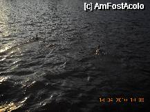[P10] 2 ratuste se plimbau pe lac in timpul unui frumos apus:) » foto by calinancuta
 - 
<span class="allrVoted glyphicon glyphicon-heart hidden" id="av73472"></span>
<a class="m-l-10 hidden" id="sv73472" onclick="voting_Foto_DelVot(,73472,11447)" role="button">șterge vot <span class="glyphicon glyphicon-remove"></span></a>
<a id="v973472" class=" c-red"  onclick="voting_Foto_SetVot(73472)" role="button"><span class="glyphicon glyphicon-heart-empty"></span> <b>LIKE</b> = Votează poza</a> <img class="hidden"  id="f73472W9" src="/imagini/loader.gif" border="0" /><span class="AjErrMes hidden" id="e73472ErM"></span>