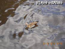 [P07] o ratusca pe lacul Parcului Herastrau » foto by calinancuta
 - 
<span class="allrVoted glyphicon glyphicon-heart hidden" id="av73469"></span>
<a class="m-l-10 hidden" id="sv73469" onclick="voting_Foto_DelVot(,73469,11447)" role="button">șterge vot <span class="glyphicon glyphicon-remove"></span></a>
<a id="v973469" class=" c-red"  onclick="voting_Foto_SetVot(73469)" role="button"><span class="glyphicon glyphicon-heart-empty"></span> <b>LIKE</b> = Votează poza</a> <img class="hidden"  id="f73469W9" src="/imagini/loader.gif" border="0" /><span class="AjErrMes hidden" id="e73469ErM"></span>