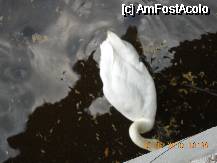 [P08] o lebada din Parcul Herastrau » foto by calinancuta
 - 
<span class="allrVoted glyphicon glyphicon-heart hidden" id="av73470"></span>
<a class="m-l-10 hidden" id="sv73470" onclick="voting_Foto_DelVot(,73470,11447)" role="button">șterge vot <span class="glyphicon glyphicon-remove"></span></a>
<a id="v973470" class=" c-red"  onclick="voting_Foto_SetVot(73470)" role="button"><span class="glyphicon glyphicon-heart-empty"></span> <b>LIKE</b> = Votează poza</a> <img class="hidden"  id="f73470W9" src="/imagini/loader.gif" border="0" /><span class="AjErrMes hidden" id="e73470ErM"></span>