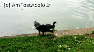 [P30] Lișițe la masă » foto by k-lator
 - 
<span class="allrVoted glyphicon glyphicon-heart hidden" id="av1231989"></span>
<a class="m-l-10 hidden" id="sv1231989" onclick="voting_Foto_DelVot(,1231989,11447)" role="button">șterge vot <span class="glyphicon glyphicon-remove"></span></a>
<a id="v91231989" class=" c-red"  onclick="voting_Foto_SetVot(1231989)" role="button"><span class="glyphicon glyphicon-heart-empty"></span> <b>LIKE</b> = Votează poza</a> <img class="hidden"  id="f1231989W9" src="/imagini/loader.gif" border="0" /><span class="AjErrMes hidden" id="e1231989ErM"></span>
