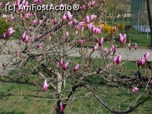 [P25] București - Magnoliile din Parcul Morarilor. » foto by iulianic
 - 
<span class="allrVoted glyphicon glyphicon-heart hidden" id="av1358074"></span>
<a class="m-l-10 hidden" id="sv1358074" onclick="voting_Foto_DelVot(,1358074,11447)" role="button">șterge vot <span class="glyphicon glyphicon-remove"></span></a>
<a id="v91358074" class=" c-red"  onclick="voting_Foto_SetVot(1358074)" role="button"><span class="glyphicon glyphicon-heart-empty"></span> <b>LIKE</b> = Votează poza</a> <img class="hidden"  id="f1358074W9" src="/imagini/loader.gif" border="0" /><span class="AjErrMes hidden" id="e1358074ErM"></span>