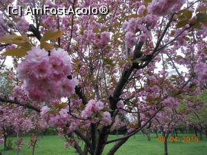 [P07] București - Grădina japoneză din Herăstrău. În aprilie cireșii japonezi de la noi sunt plini de floare. » foto by iulianic
 - 
<span class="allrVoted glyphicon glyphicon-heart hidden" id="av728463"></span>
<a class="m-l-10 hidden" id="sv728463" onclick="voting_Foto_DelVot(,728463,11447)" role="button">șterge vot <span class="glyphicon glyphicon-remove"></span></a>
<a id="v9728463" class=" c-red"  onclick="voting_Foto_SetVot(728463)" role="button"><span class="glyphicon glyphicon-heart-empty"></span> <b>LIKE</b> = Votează poza</a> <img class="hidden"  id="f728463W9" src="/imagini/loader.gif" border="0" /><span class="AjErrMes hidden" id="e728463ErM"></span>