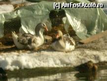 [P07]  -- <small>// FĂRĂ DESCRIERE</small> » foto by Freak*
 - 
<span class="allrVoted glyphicon glyphicon-heart hidden" id="av312326"></span>
<a class="m-l-10 hidden" id="sv312326" onclick="voting_Foto_DelVot(,312326,11447)" role="button">șterge vot <span class="glyphicon glyphicon-remove"></span></a>
<a id="v9312326" class=" c-red"  onclick="voting_Foto_SetVot(312326)" role="button"><span class="glyphicon glyphicon-heart-empty"></span> <b>LIKE</b> = Votează poza</a> <img class="hidden"  id="f312326W9" src="/imagini/loader.gif" border="0" /><span class="AjErrMes hidden" id="e312326ErM"></span>