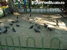 [P10] Bucuresti - Parcul Cismigiu - macar aici sa nu ii fugareasca copii » foto by Diaura*
 - 
<span class="allrVoted glyphicon glyphicon-heart hidden" id="av316283"></span>
<a class="m-l-10 hidden" id="sv316283" onclick="voting_Foto_DelVot(,316283,11447)" role="button">șterge vot <span class="glyphicon glyphicon-remove"></span></a>
<a id="v9316283" class=" c-red"  onclick="voting_Foto_SetVot(316283)" role="button"><span class="glyphicon glyphicon-heart-empty"></span> <b>LIKE</b> = Votează poza</a> <img class="hidden"  id="f316283W9" src="/imagini/loader.gif" border="0" /><span class="AjErrMes hidden" id="e316283ErM"></span>
