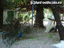 [P28] Bucuresti - Parcul Cismigiu - voliera cu pauni » foto by Diaura*
 - 
<span class="allrVoted glyphicon glyphicon-heart hidden" id="av316301"></span>
<a class="m-l-10 hidden" id="sv316301" onclick="voting_Foto_DelVot(,316301,11447)" role="button">șterge vot <span class="glyphicon glyphicon-remove"></span></a>
<a id="v9316301" class=" c-red"  onclick="voting_Foto_SetVot(316301)" role="button"><span class="glyphicon glyphicon-heart-empty"></span> <b>LIKE</b> = Votează poza</a> <img class="hidden"  id="f316301W9" src="/imagini/loader.gif" border="0" /><span class="AjErrMes hidden" id="e316301ErM"></span>