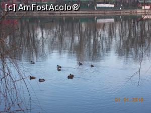 [P06] parcul Herăstrău-alte rațe la plimbare » foto by ANILU
 - 
<span class="allrVoted glyphicon glyphicon-heart hidden" id="av934365"></span>
<a class="m-l-10 hidden" id="sv934365" onclick="voting_Foto_DelVot(,934365,11447)" role="button">șterge vot <span class="glyphicon glyphicon-remove"></span></a>
<a id="v9934365" class=" c-red"  onclick="voting_Foto_SetVot(934365)" role="button"><span class="glyphicon glyphicon-heart-empty"></span> <b>LIKE</b> = Votează poza</a> <img class="hidden"  id="f934365W9" src="/imagini/loader.gif" border="0" /><span class="AjErrMes hidden" id="e934365ErM"></span>