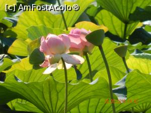 [P07] Inca mai sunt nuferi infloriti » foto by cristina47*
 - 
<span class="allrVoted glyphicon glyphicon-heart hidden" id="av795733"></span>
<a class="m-l-10 hidden" id="sv795733" onclick="voting_Foto_DelVot(,795733,11447)" role="button">șterge vot <span class="glyphicon glyphicon-remove"></span></a>
<a id="v9795733" class=" c-red"  onclick="voting_Foto_SetVot(795733)" role="button"><span class="glyphicon glyphicon-heart-empty"></span> <b>LIKE</b> = Votează poza</a> <img class="hidden"  id="f795733W9" src="/imagini/loader.gif" border="0" /><span class="AjErrMes hidden" id="e795733ErM"></span>