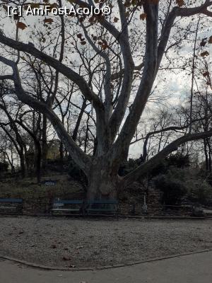 [P13] 13. Unul din vechii platani ai parcului, viguros și cu multe ramificații.  » foto by doinafil
 - 
<span class="allrVoted glyphicon glyphicon-heart hidden" id="av1140581"></span>
<a class="m-l-10 hidden" id="sv1140581" onclick="voting_Foto_DelVot(,1140581,11447)" role="button">șterge vot <span class="glyphicon glyphicon-remove"></span></a>
<a id="v91140581" class=" c-red"  onclick="voting_Foto_SetVot(1140581)" role="button"><span class="glyphicon glyphicon-heart-empty"></span> <b>LIKE</b> = Votează poza</a> <img class="hidden"  id="f1140581W9" src="/imagini/loader.gif" border="0" /><span class="AjErrMes hidden" id="e1140581ErM"></span>